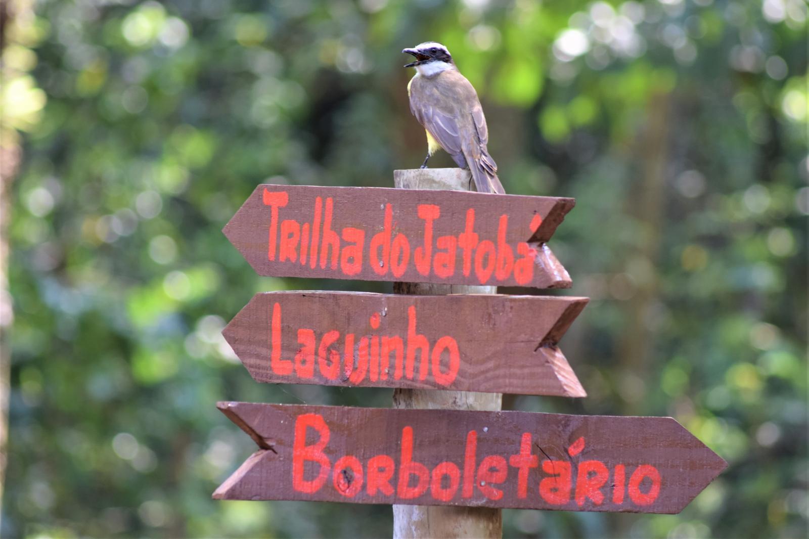 FAUNA MATA SANTA GENEBRA