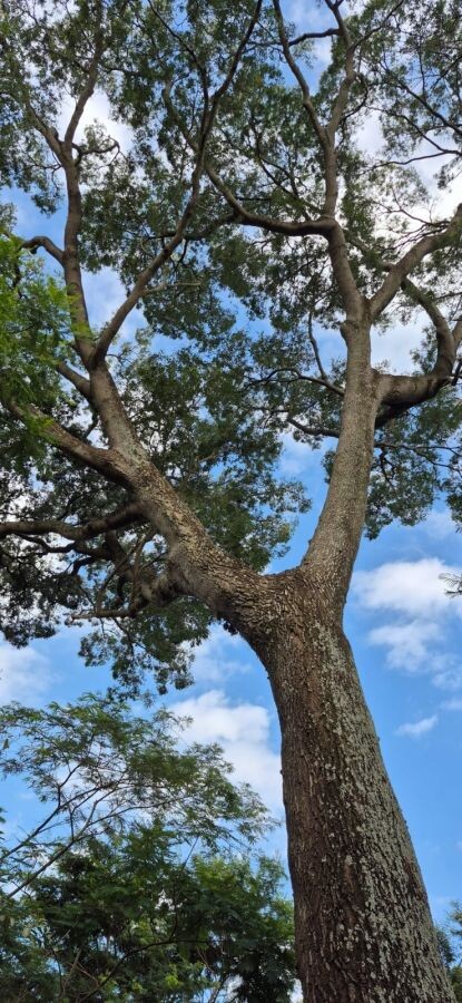 Sabia que na Mata de Santa Genebra tem um jequitibá-rosa de mais de 300 anos?