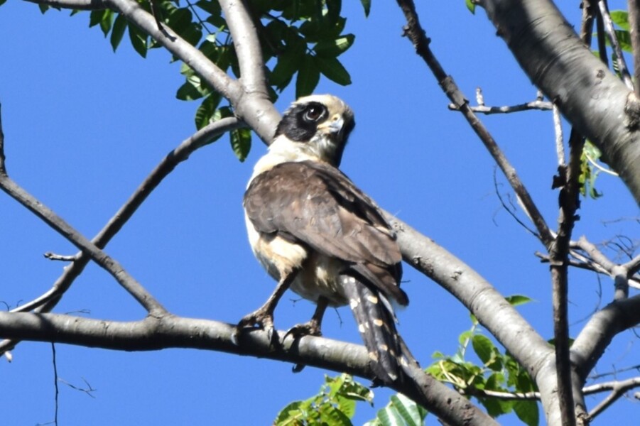 Novo registro eleva para 249 o número de espécies de aves na Mata de Santa Genebra