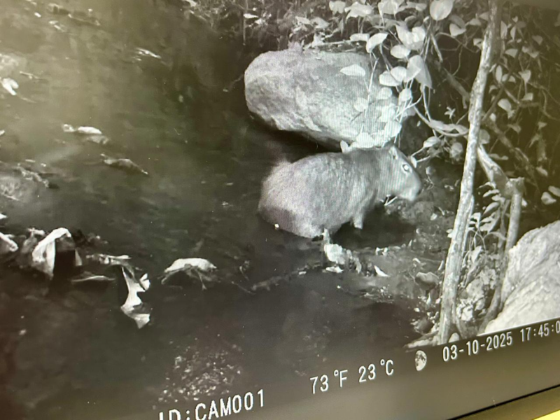 Armadilhas fotográficas flagram animais na Floresta Estadual Serra D'água