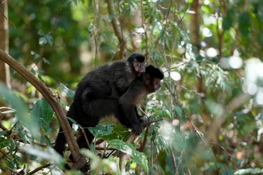 Fundação de Campinas, que administra a Mata de Santa Genebra, destaca ações no Dia Nacional dos Animais