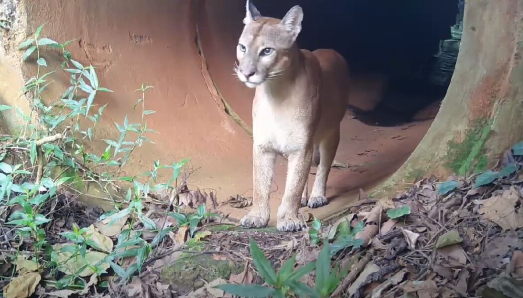 Você sabia? Mata de Santa Genebra abriga 660 espécies de plantas e 365 de animais vertebrados