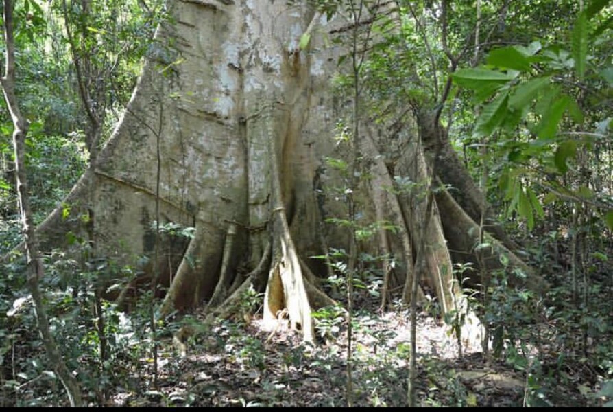Expedição das Grandes Árvores