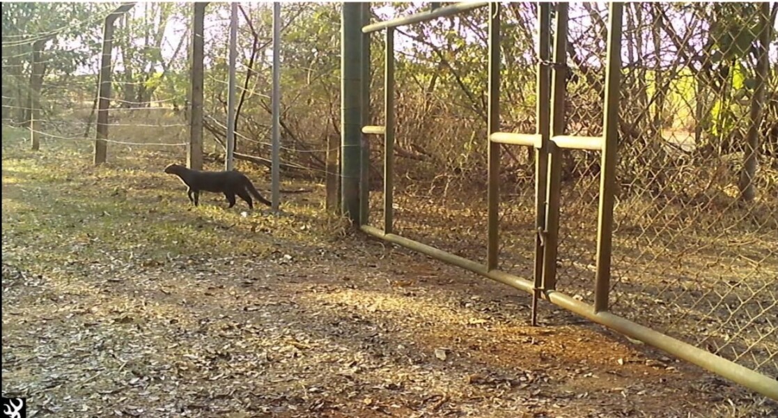 Gato-mourisco é registrado pela primeira vez por câmeras na ARIE Mata de Santa Genebra