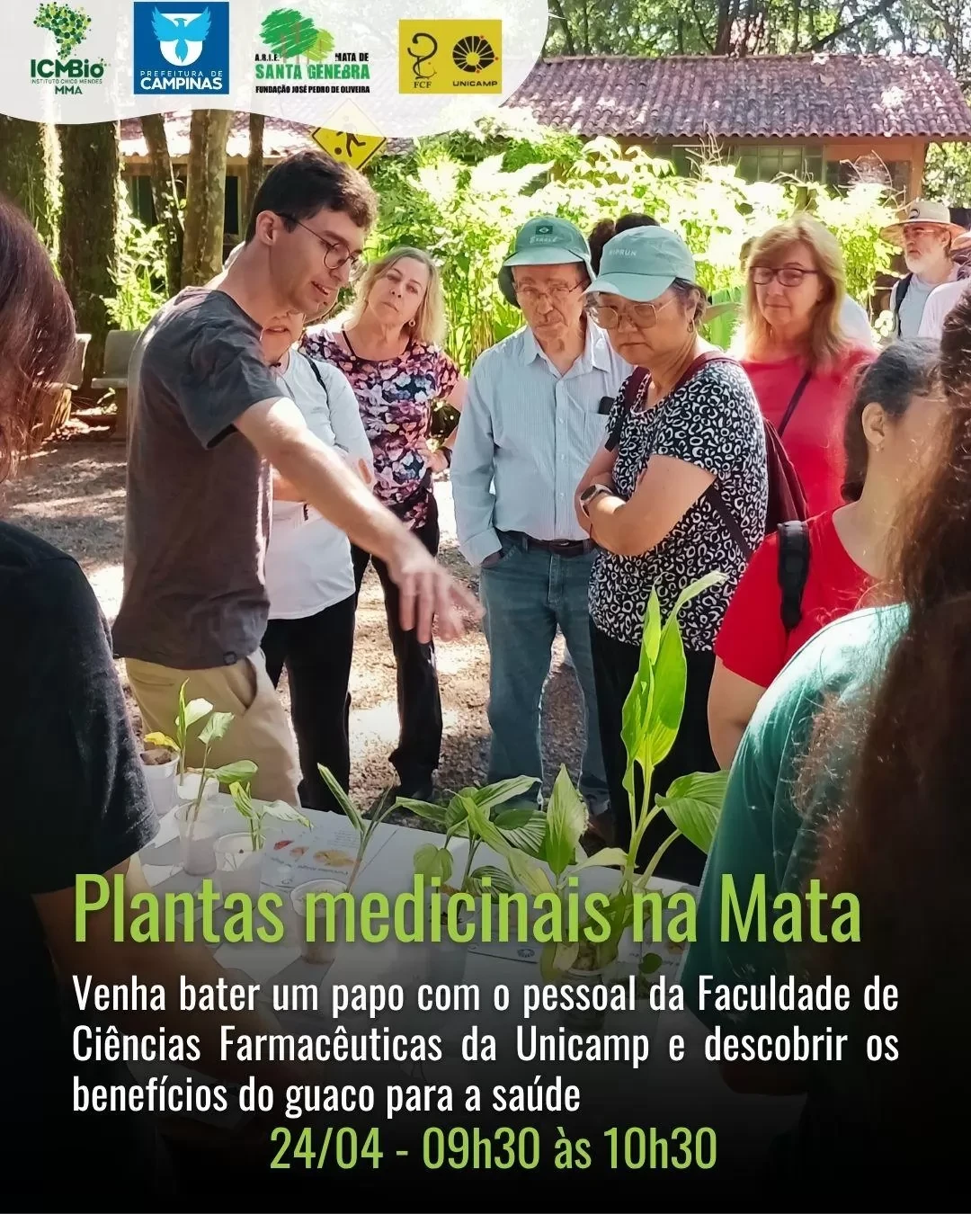PLANTAS MEDICINAIS NA MATA- BENEFÍCIOS DO GUACO PARA A SAÚDE