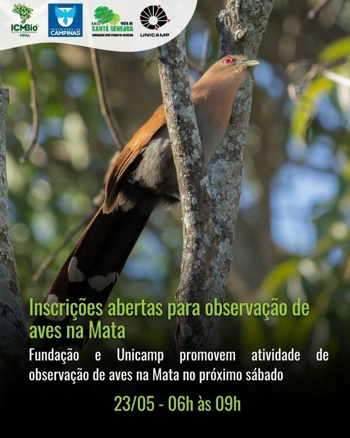 Incrições abertas para observação de aves na Mata