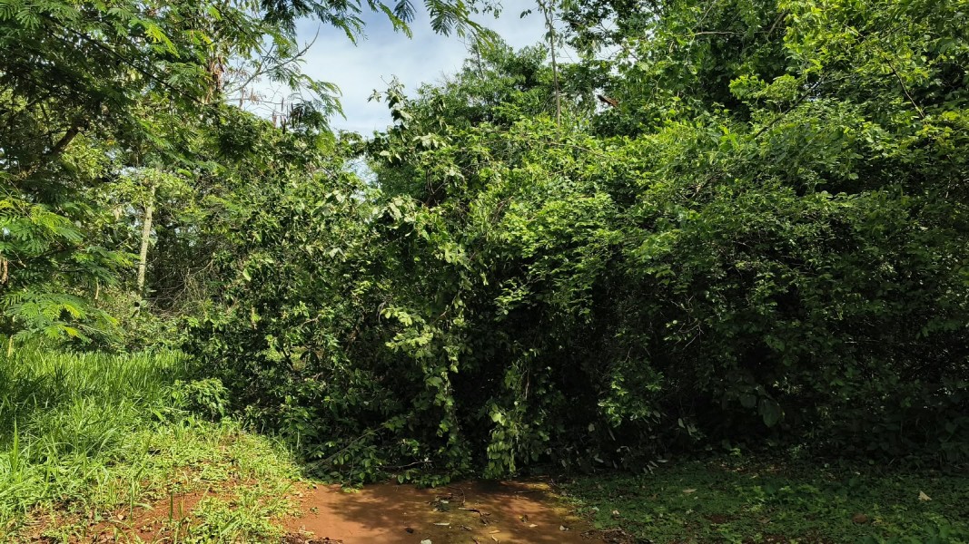 Brigada da Mata de Santa Genebra intensifica a manutenção do aceiro para reforçar a prevenção de incêndios e a proteção ambiental